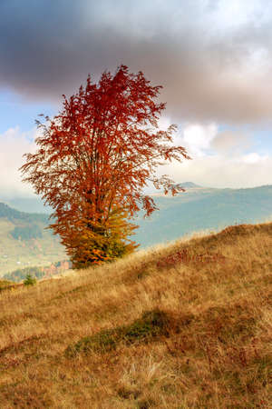 Lonely autumn tree hillside in Transylvania Romaniaの写真素材