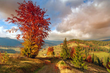 Wonderful autumn hillside in Transylvania Romaniaの写真素材