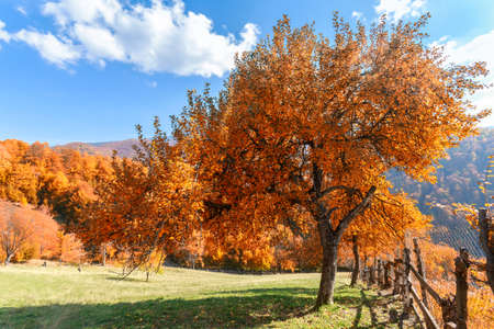 Autumn tree and green grass on a meadowの写真素材