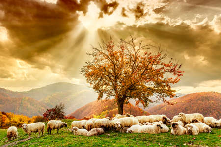 Bible scene. Sheep under the tree  and dramatic sky in autumn landscape in the Romanian Carpathiansの写真素材
