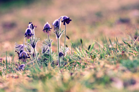 A group of Pulsatilla montana blooming on spring meadow in Hungary. Fine blurred natural background...