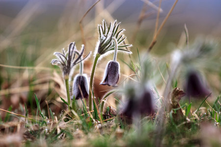 A group of Pulsatilla montana blooming on spring meadow in Hungary. Fine blurred natural background colorの写真素材
