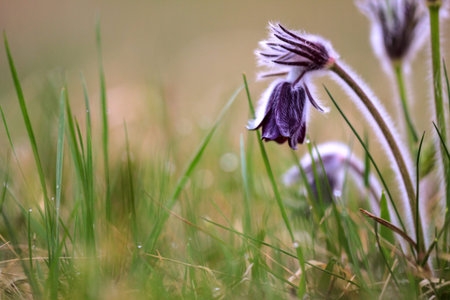A group of Pulsatilla montana blooming on spring meadow in Hungary. Fine blurred natural background...