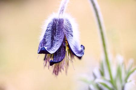 A group of Pulsatilla montana blooming on spring meadow in Hungary. Fine blurred natural background...