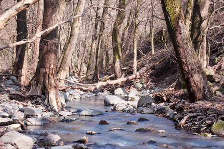 Autumn forest with little creek in Hungaryの写真素材