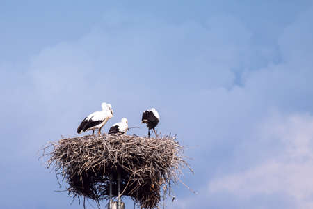 Storks on a background of blue sky in Hungaryの写真素材