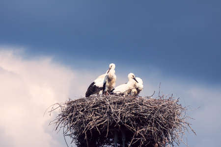 Storks on a background of blue sky in Hungaryの写真素材