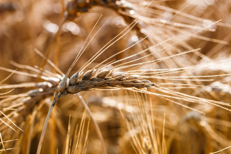 Golden ears and field of wheat ready to be harvested. Selective focus