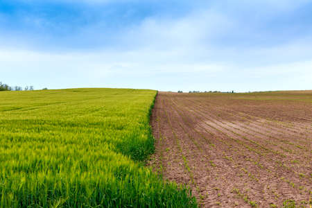 Green fields of wheat in Tuscany, Italyの写真素材