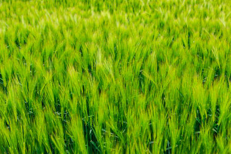 Wheat field and countryside sceneryの写真素材