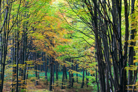 Colorful autumn forest in Hungary