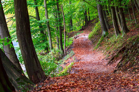 Pathway through the autumn forest in Hungary