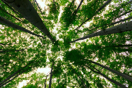 Fresh green forest in summer. Hungary