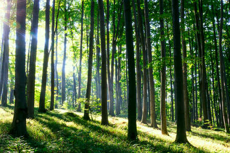 Fresh green forest in summer. Hungaryの写真素材