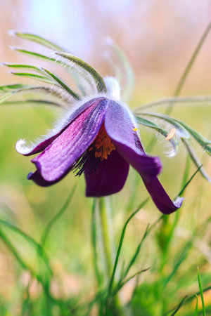 A group of Pulsatilla montana blooming on spring meadow in Hungary. Fine blurred natural background colorの写真素材