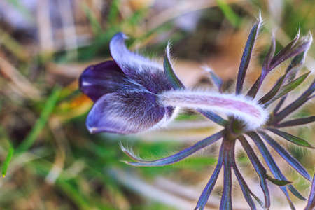 A group of Pulsatilla montana blooming on spring meadow in Hungary. Fine blurred natural background colorの写真素材