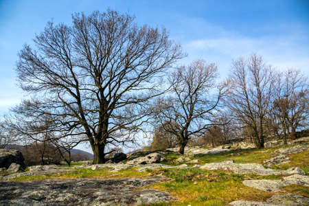 Oak trees on green meadow at a spring day in Hungaryの写真素材