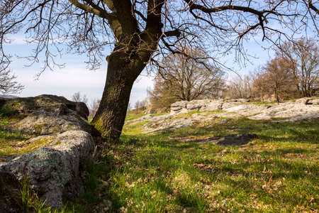 Oak trees on green meadow at a spring day in Hungaryの写真素材