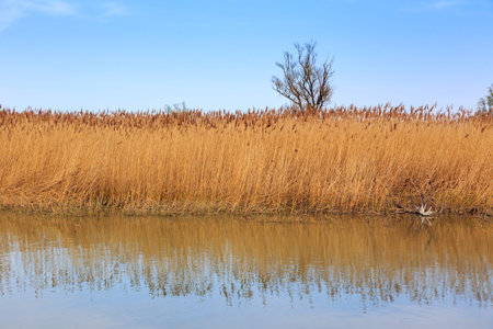 Lake Balaton in Hungary in summerの写真素材
