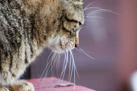 Home cat portrait close up in outdoorsの写真素材