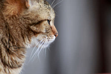 Home cat portrait close up in outdoorsの写真素材