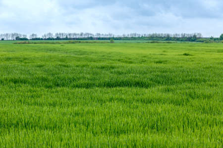 Green wheat field in springtime in Hungaryの写真素材