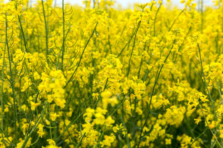 Flowering field of canola outdoors in spring in Hungary