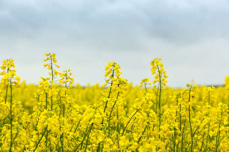 Flowering field of canola outdoors in spring in Hungaryの写真素材