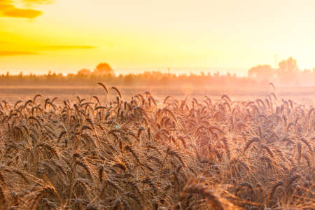 Wheat field ready for harvest growing in a farm fieldの写真素材