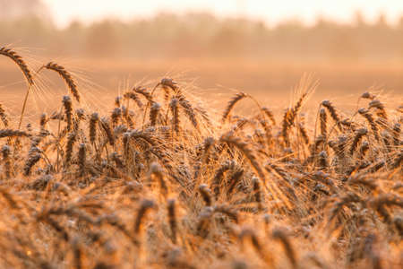 Wheat field ready for harvest growing in a farm fieldの写真素材