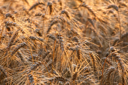 Wheat field ready for harvest growing in a farm field