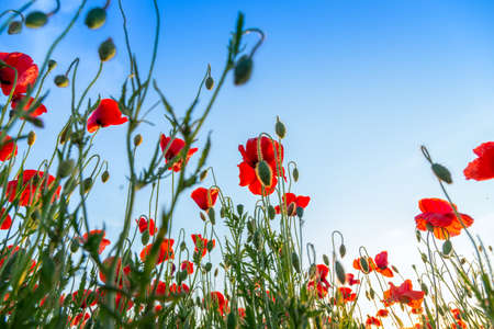 Poppies field meadow in summer in Hungaryの写真素材