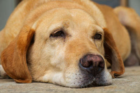 Yellow labrador retriever is lying in outdoor - selective focusの写真素材