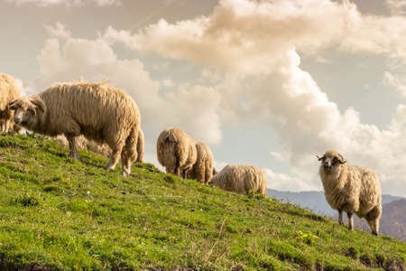 Farm animals: sheep grazing on a lovely green pastureの写真素材