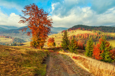 Morning in Carpathians mountain Transylvania,Romaniaの写真素材