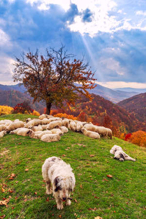 Dogs guard the sheep on the mountain pasture-Transylvania,Romaniaの写真素材