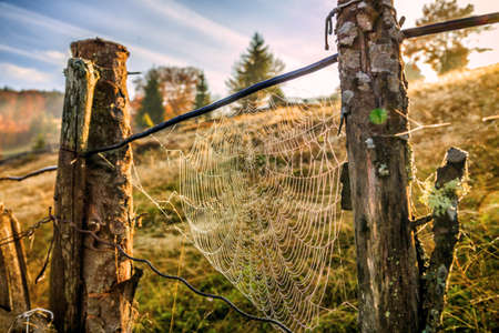 cobweb dew in the forest in Trannsylvaniaの写真素材