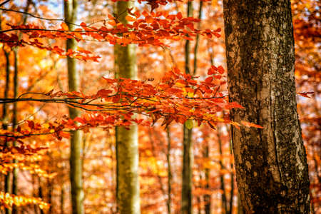 Autumn Trees and Leaves in Transylvania-Romaniaの写真素材