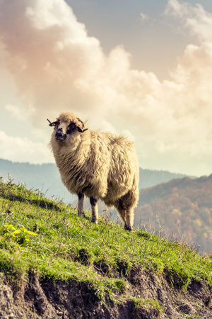 Farm animals: sheep grazing on a lovely green pastureの写真素材