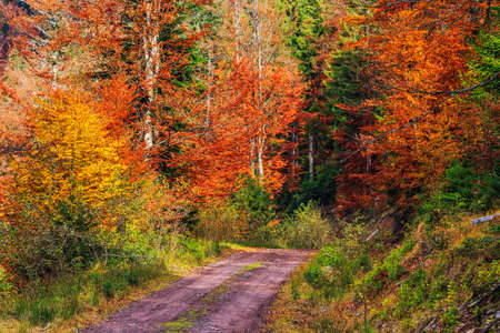 Footpath winding through colorful forest in Transylvania-Romaniaの写真素材