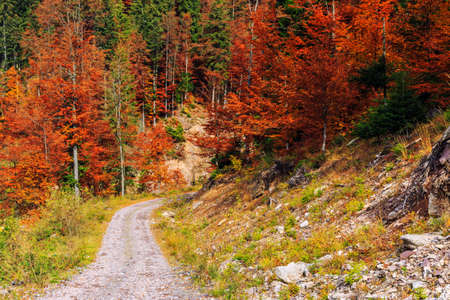 Footpath winding through colorful forest in Transylvania-Romaniaの写真素材