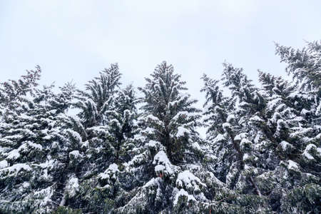 Winter landscape near Vogel ski center in mountains Julian Alps, Sloveniaの写真素材