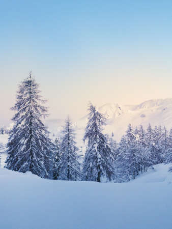 Winter forest in Julian Alps mountains in Sloveniaの写真素材