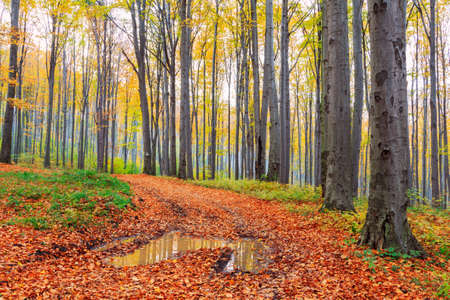 Autumn beech fall forest in Bukk-Hungaryの写真素材