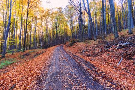Footpath winding through colorful forest in Hungary