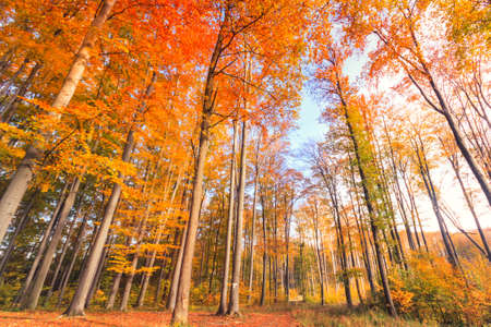 Autumn beech fall forest in Bukk-Hungaryの写真素材