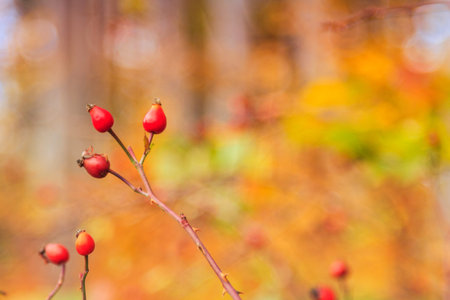 A branch of red wild rose hips blurred background in autumn forest