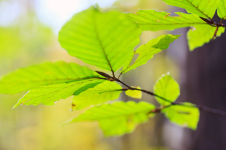 Autumn leaves, very shallow focus