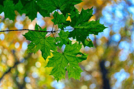 Autumn leaves, very shallow focusの写真素材