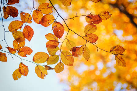 Autumn leaves, very shallow focusの写真素材
